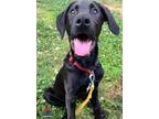 Adopt JP “Blackjack” a Great Dane / German Shepherd Dog / Mixed dog in