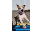 Adopt Lola NJ a Tan/Yellow/Fawn - with White Labrador Retriever / Bull Terrier /