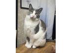 Adopt Drizzy a Gray or Blue (Mostly) Domestic Shorthair / Mixed (short coat) cat
