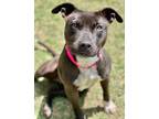 Adopt Jackie a Terrier (Unknown Type, Small) / Mixed dog in Great Bend