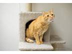 Adopt Mikey a Tabby