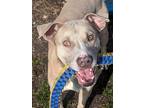 Adopt Jenson a Red/Golden/Orange/Chestnut - with White American Pit Bull Terrier