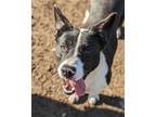 Adopt Charity a Black - with White Border Collie / Terrier (Unknown Type