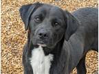 Adopt Donatello (Donny) a Black Feist / Labrador Retriever / Mixed dog in