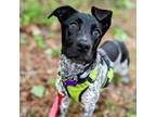 Adopt Loretta a Gray/Blue/Silver/Salt & Pepper English Pointer / Australian
