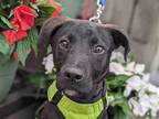 Adopt Jimmy a Black Mountain Cur / Labrador Retriever / Mixed dog in Anniston