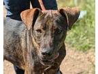 Adopt Merrill a Brindle Mountain Cur / Labrador Retriever / Mixed dog in
