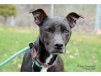 Adopt Jacy a Terrier (Unknown Type, Small) / American Pit Bull Terrier / Mixed