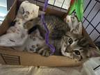 Adopt Basil a Tan or Fawn Tabby Tabby (short coat) cat in Tehachapi