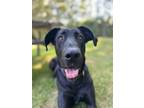 Adopt Daphne a Great Dane / German Shepherd Dog / Mixed dog in Abbotsford
