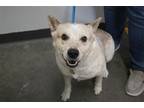 Adopt Chief a Red/Golden/Orange/Chestnut Australian Cattle Dog / Mixed dog in