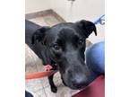 Adopt Quinn a Black - with White Australian Cattle Dog / American Pit Bull