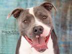 Adopt Toby a Gray/Blue/Silver/Salt & Pepper American Pit Bull Terrier / Mixed