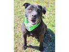 Adopt Cosmo a Black Pit Bull Terrier / Mixed dog in Anniston, AL (40694565)