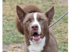 Adopt Juno a Brown/Chocolate - with White Husky / Mixed dog in Anniston