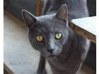 Adopt Hunter a Gray or Blue Domestic Shorthair / Mixed (short coat) cat in