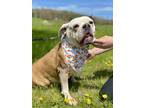 Adopt Mya a Mixed Breed (Medium) / Mixed dog in Menomonie, WI (41447669)