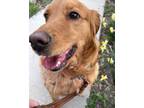 Adopt Ginger a Red/Golden/Orange/Chestnut - with White Golden Retriever / Mixed
