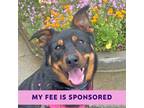 Adopt Naomi a Australian Cattle Dog / German Shepherd Dog / Mixed dog in Walnut
