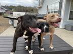 Adopt Bane a Black - with White American Pit Bull Terrier / Mixed dog in
