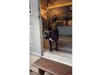 Adopt Gunny highway a Black - with White Staffordshire Bull Terrier / Mixed dog