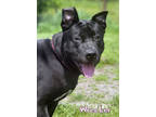 Adopt Wrecker a Black Labrador Retriever / Chow Chow / Mixed (medium coat) dog