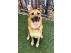 Adopt Elmer T Lee a Brindle Golden Retriever / German Shepherd Dog / Mixed