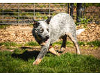 Adopt Fahrenheit a Black Australian Cattle Dog / Mixed Breed (Medium) / Mixed