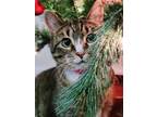 Adopt Tigger a Gray, Blue or Silver Tabby American Bobtail / Mixed (short coat)