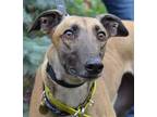 Adopt Ahimsa a Red/Golden/Orange/Chestnut Greyhound / Mixed dog in Minneapolis