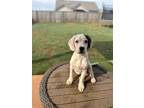Adopt Kronk a Springer Spaniel / Mixed dog in greenville, SC (41236814)
