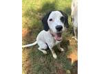 Adopt Kuzco a Springer Spaniel / Mixed dog in greenville, SC (41236813)