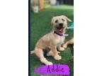 Adopt Addie a Tan/Yellow/Fawn - with White Schnauzer (Miniature) / Mixed Breed