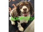 Adopt Annabelle a Cocker Spaniel / Cavalier King Charles Spaniel / Mixed dog in