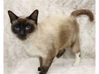 Adopt Cappuccino a Siamese / Mixed cat in League City, TX (41226026)