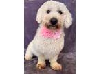 Adopt Paloma a White Bichon Frise / Poodle (Miniature) / Mixed dog in Lodi