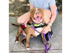 Adopt Sheba a American Pit Bull Terrier / Mixed dog in Oakland, CA (41386849)