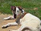 Adopt Ellie a American Staffordshire Terrier / Mixed dog in Burnsville