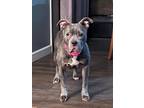 Adopt Athena a American Staffordshire Terrier / Mixed dog in Meriden