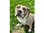 Adopt Chimi a Brindle American Pit Bull Terrier / Mixed Breed (Medium) / Mixed