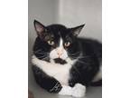 Adopt Croissant a All Black Domestic Shorthair / Mixed Breed (Medium) / Mixed