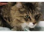 Adopt Adoptable! Nigel a Brown Tabby Domestic Mediumhair / Mixed Breed (Medium)