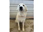 Adopt Ivy a White Great Pyrenees / Mixed Breed (Medium) / Mixed (short coat) dog