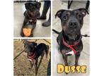 Adopt Dusse a Rottweiler / American Staffordshire Terrier / Mixed dog in