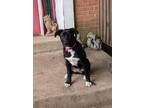 Adopt Rey a Akita / Mixed dog in Silver Spring, MD (41464923)