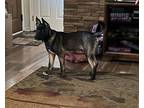 Adopt Jango a Akita / Mixed dog in Silver Spring, MD (41464920)