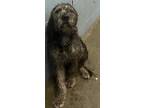 Adopt Midnight (HW-) a Merle Poodle (Standard) / Golden Retriever / Mixed (short