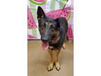 Adopt Goose a Black German Shepherd Dog / Mixed Breed (Medium) / Mixed (short