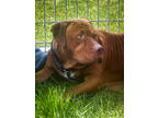 Adopt Timothie - IN FOSTER a Brindle Bull Terrier / Mixed Breed (Medium) / Mixed