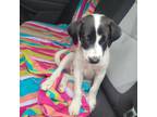 Adopt Stella a Black - with White Terrier (Unknown Type, Small) / Mixed dog in
